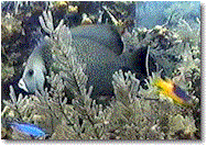 fish1.gif (15323 bytes)