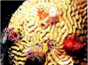 pic_coral.gif (8572 bytes)