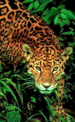 pic_jaguar.gif (11509 bytes)