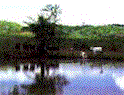 pic_riverside.gif (6228 bytes)