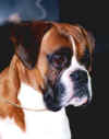 HC.FirstChoice.JPG (38395 tavu(a))