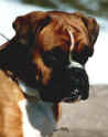 HC.LeJardin.JPG (41133 tavu(a))