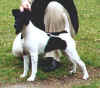 T.rumCookie.jpg (36421 tavu(a))