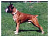 enzo.jpg (67802 tavu(a))
