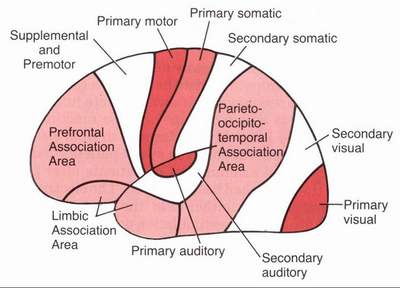 asosiasyonana posterior association area