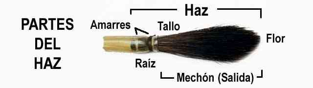 Partes del haz