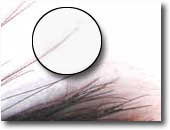 Oreja de buey