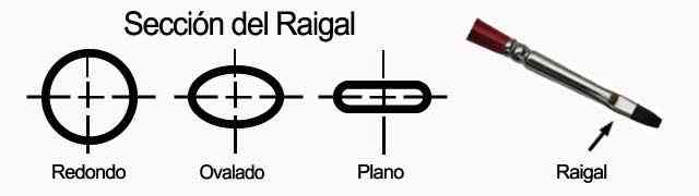 Seccion del raigal