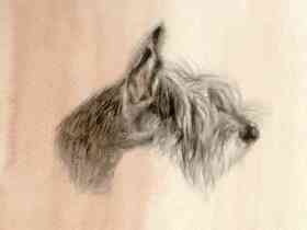 Perro