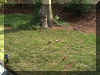 ibabbq7.jpg (96555 bytes)