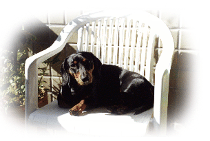 Daschund P�lo Curto: valor m�dio 400 a  600 reais