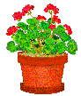 Image of geranium.gif