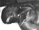 Tupac+death+certificate