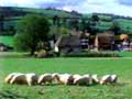 Little Lamb Village
