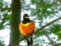  magic bird