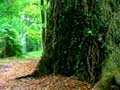  Huntsman's Tree Fortress