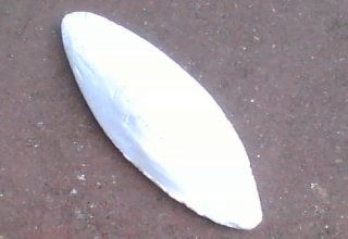 Buy Cuttlebone