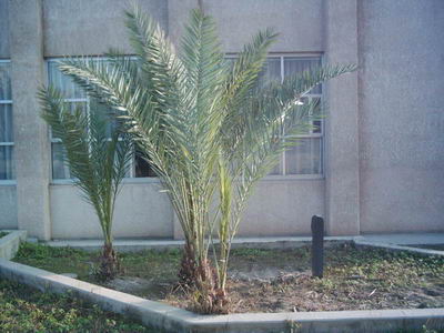 palm trees near college main hall