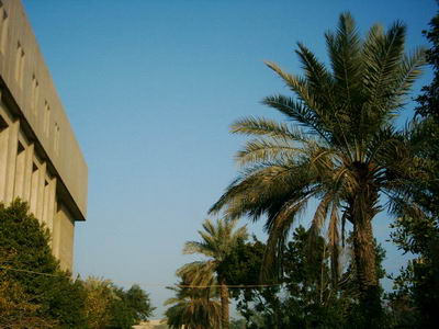palm trees close to main road