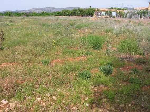 vista 3 de la finca(37K)