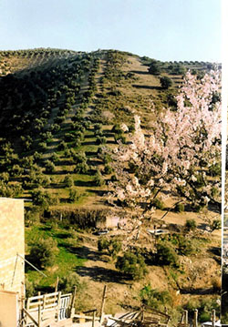 cortijo4.jpg