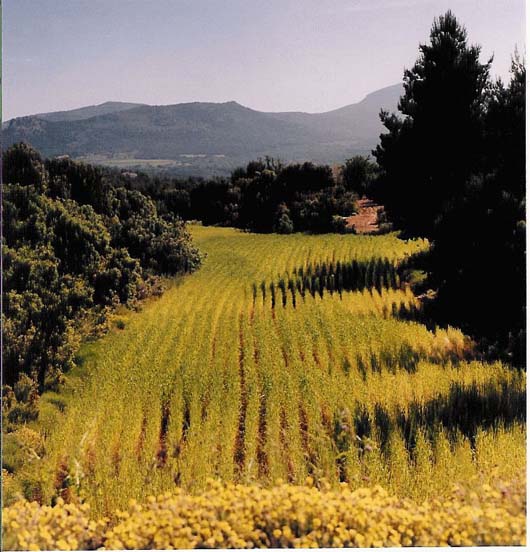 detallesfinca2.jpg