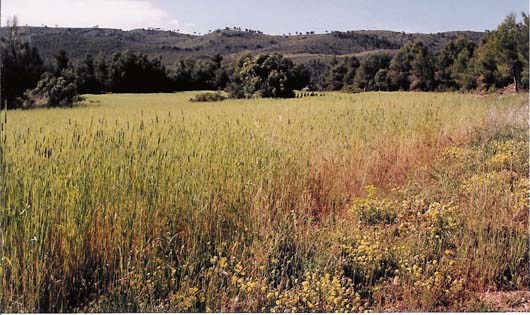 detallesfinca3.jpg