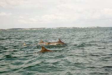 The dolphins of Port Stephens