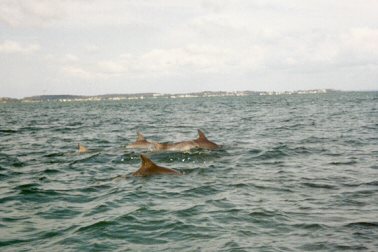 The dolphins of Port Stephens