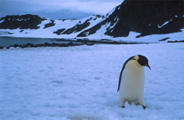 Pinguino de Humbolt, Isla Rey Jorge