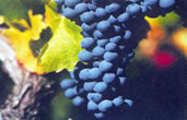 Chilean grapes
