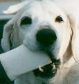 Barky