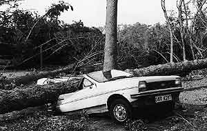 Car/Tree Interface
