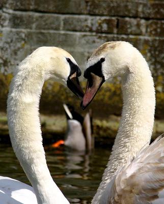 Duck's Arse