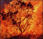 Fire
