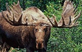 Moose