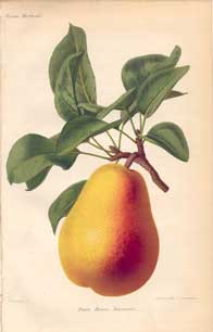 Pear