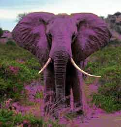 Pink Elephant