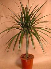 Pot Plant