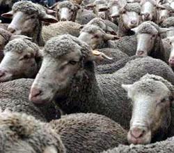 Sheep