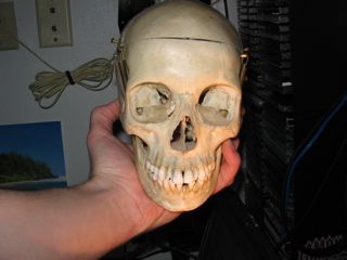 Skull