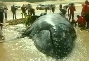 Whale