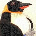 Pengor