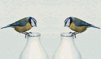 Tits