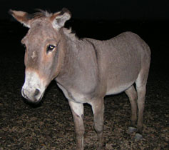Burro