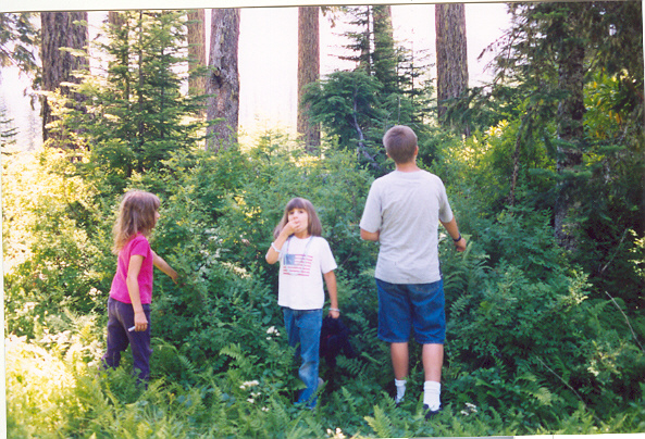 Blueberry Picking