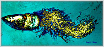 Mussel 