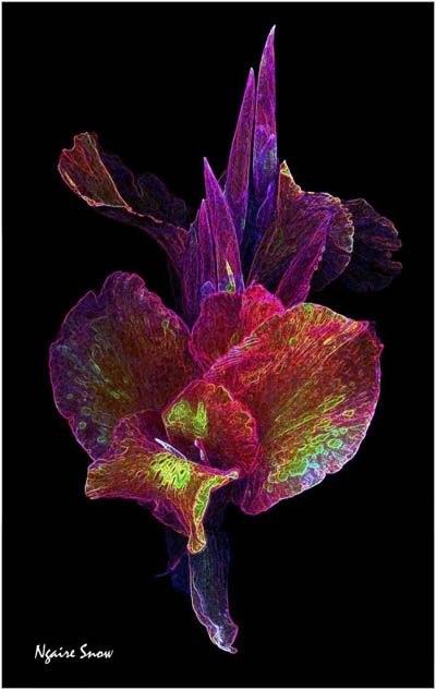 Yep. This is a Canna!