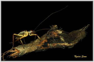 Weta, Twig
