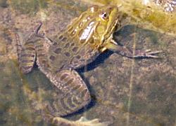 ramsey canyon leopard frog